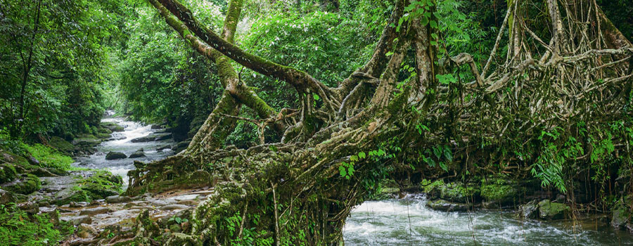 Double-Decker Living Root Bridge